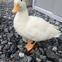 コールダック2羽