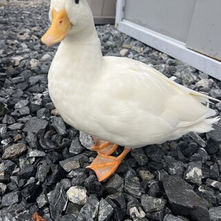コールダック鴨カラー雄1羽、雌2羽を15000円でお譲りします。