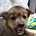中型犬仔犬男の子