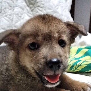 中型犬仔犬男の子