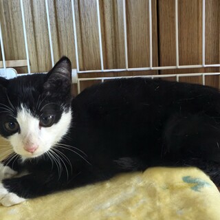 可愛いハチワレちゃん