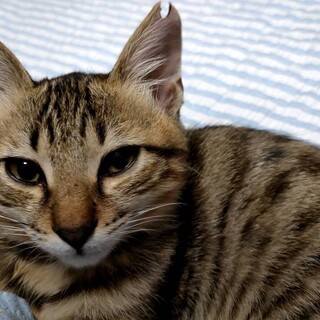 やんちゃなキジトラのこみなとくん(仮)