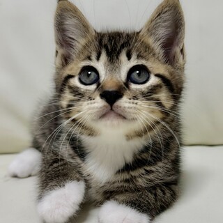 まんまるコロコロ兄弟♡たわしくん1.5ヶ月