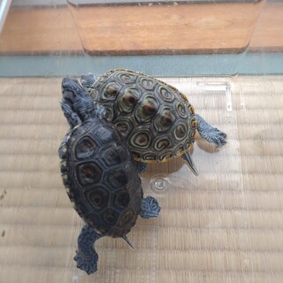 【キスイガメ】可愛がってくれる方募集します。