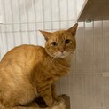 【被災地より】にゃん太郎
