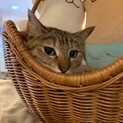 こひな