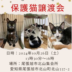 保護猫譲渡会