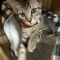子猫の里親募集してます！