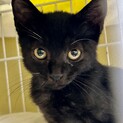 お髭が白いぞ・黒猫男子・アキくん生後２ヶ月♪