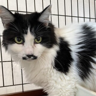 ◆ツキ◆人が大好き♥もふもふのかわいい女の子