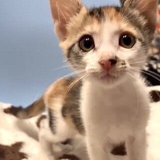 授乳から育てた人が大好き甘え子三毛ナリ姫