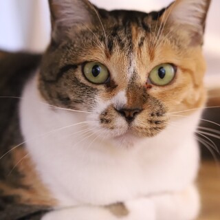 ◆みろ◆キュートな声の小柄な女の子♫