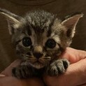 キジトラの子猫 里親募集しています