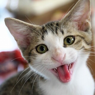 話しかけてくる猫　もめんくん！