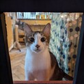ぴっちょ