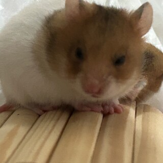 ハムスター里親募集中