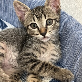 子猫の里親募集・男の子でした（8/11うまれ）