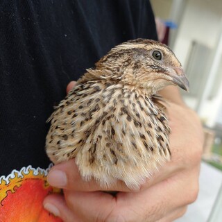 うずらの女の子　里親探してます