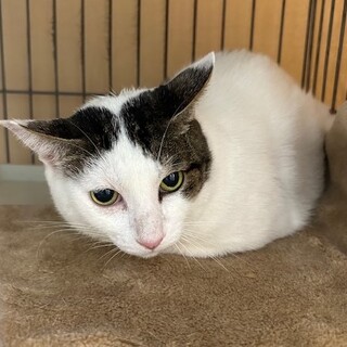 Help11月期限右前足ハンディがあってもエリック