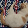 子猫飼い主緊急で募集です サムネイル2