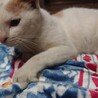 子猫飼い主緊急で募集です サムネイル3