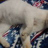子猫飼い主緊急で募集です サムネイル4