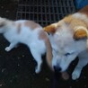 子猫飼い主緊急で募集です サムネイル5