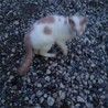 子猫飼い主緊急で募集です サムネイル6