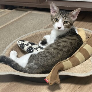 猫には甘々、人にはビビリな５ヶ月男の子