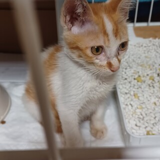 【トライアル決定】２ヶ月のおとなしめの男の子です