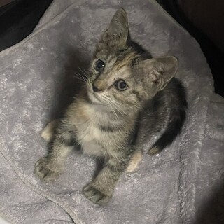生後2ヶ月の子猫(メス)里親募集
