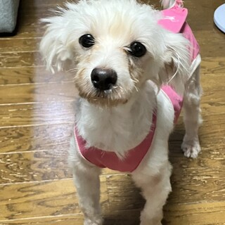 推定2022年生 マルチーズ♀ピーチ姫ちゃん