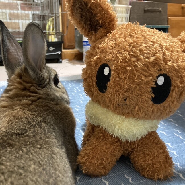minimoonのカバー写真