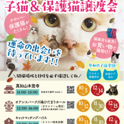 キャットマッチングハウスで譲渡会【毎回10匹以上の猫が参加！】