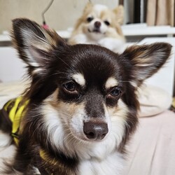 「キリリなバナと背後霊ニコ」サムネイル2