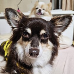 「キリリなバナと背後霊ニコ」サムネイル3