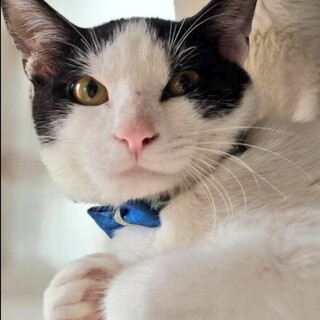 5ヶ月の男の子です家族募集