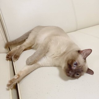 人懐っこくお利口さんの去勢済の男の子です。