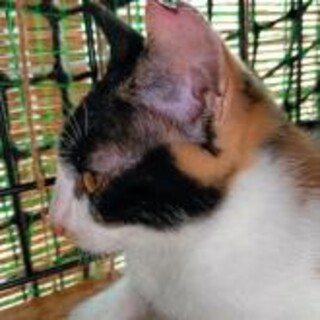 ミケ 黒白 白黒三兄妹3ヶ月半。一匹飼い可。人馴れ