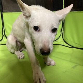 保健所からレスキュー！　可愛い　もみじちゃん