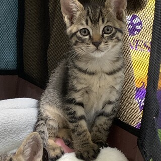 生後１ヶ月の元気な男の子