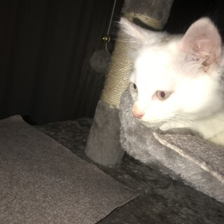 3ヶ月白猫元気な男の子