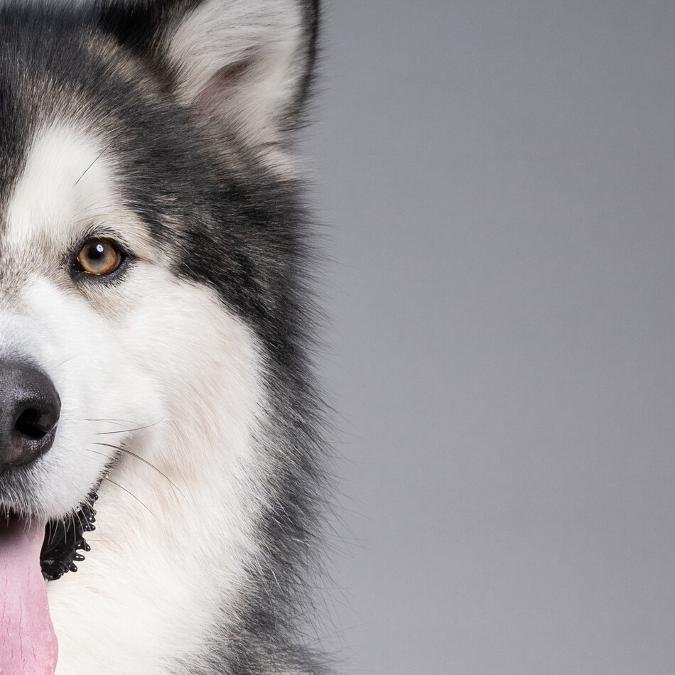 SIMBAのカバー写真