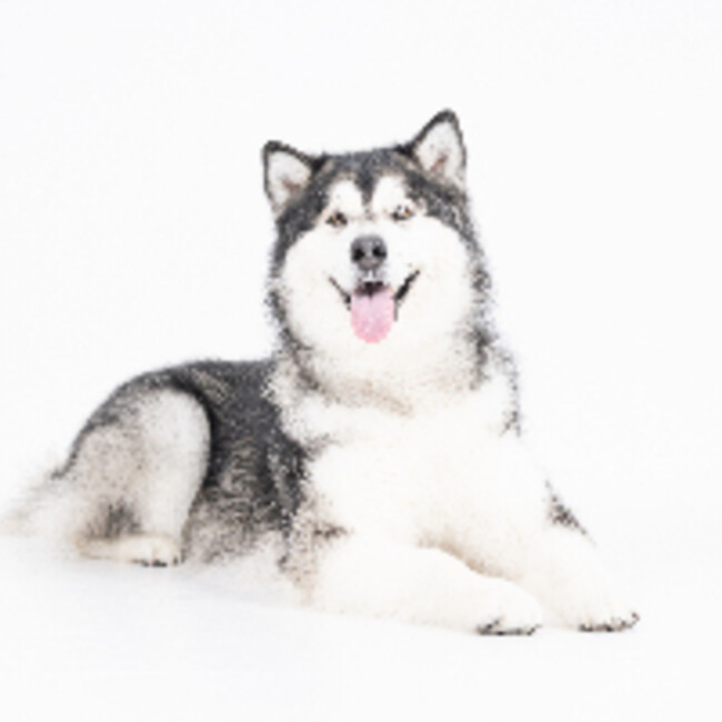 moemoのカバー写真