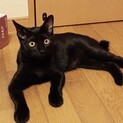 幸せを呼ぶ猫、今では甘えん坊の黒猫❣️