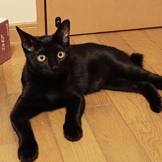 幸せを呼ぶ猫、今では甘えん坊の黒猫❣️
