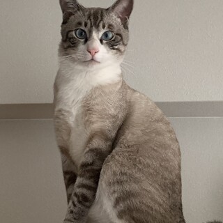 おっとりした甘えん坊（サバ白・青目）