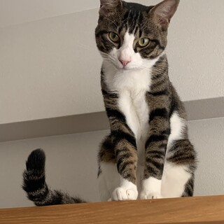 凛々しい眼差しのやんちゃ坊主（キジ白・黄目）