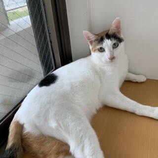 澄んだ瞳の優しい美人さん（三毛・緑目）