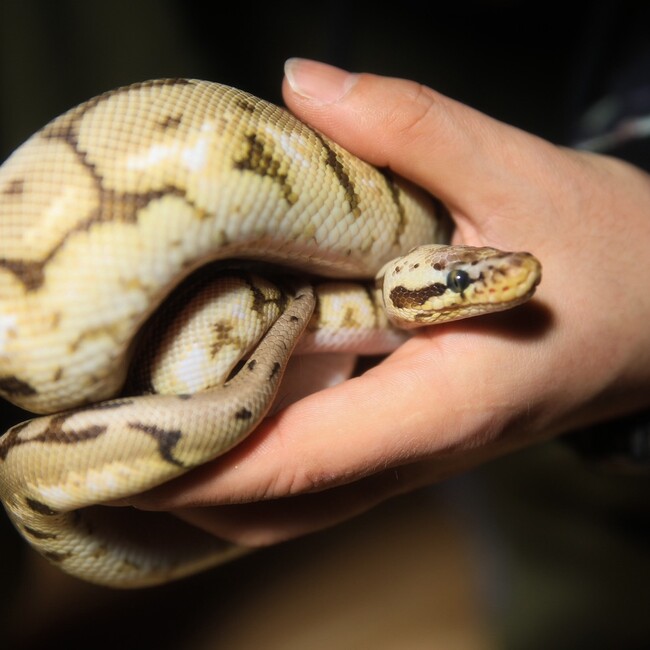 ゆーちぇ！のカバー写真